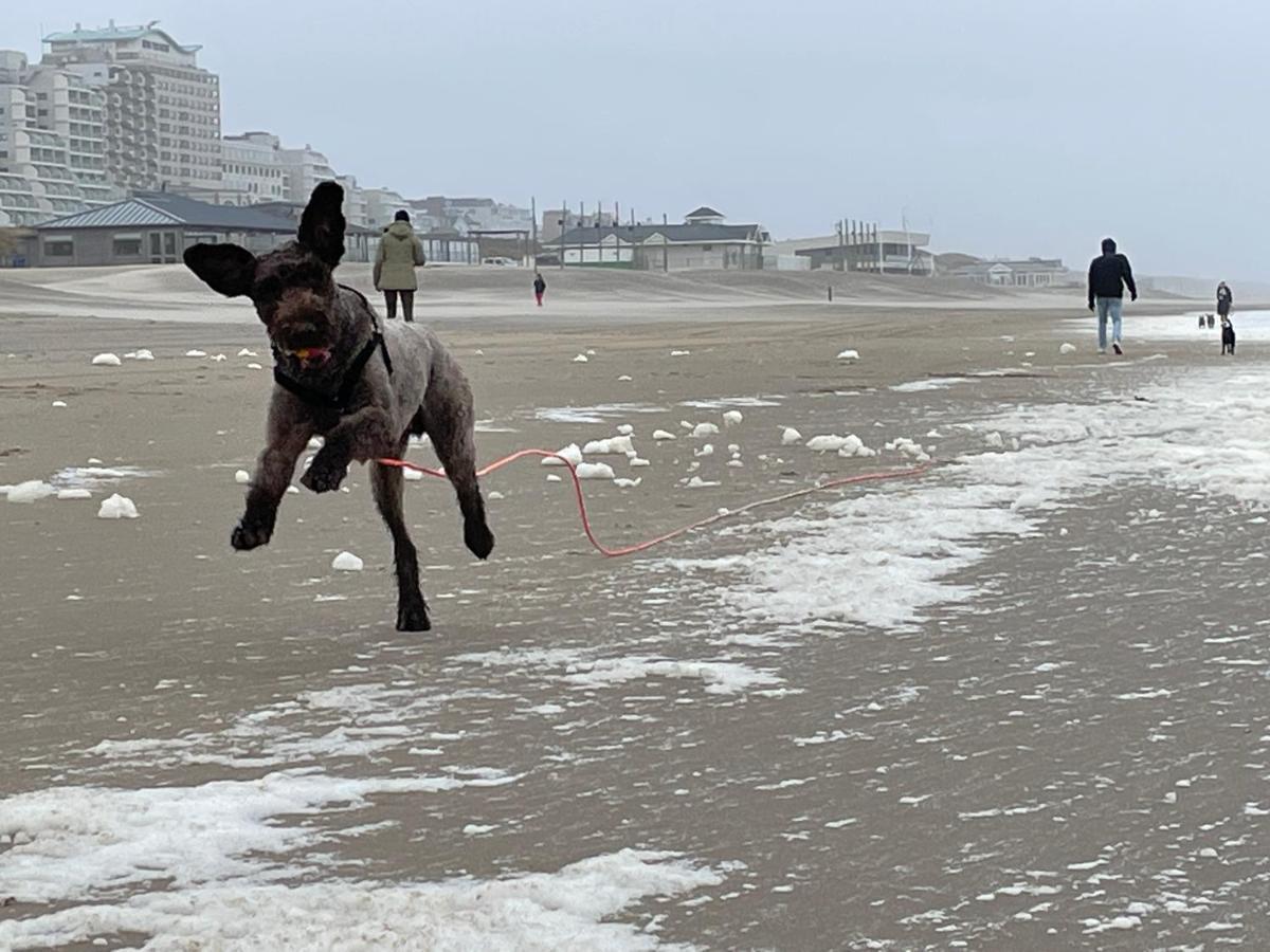 Zeebedstay Noordwijk Exteriér fotografie