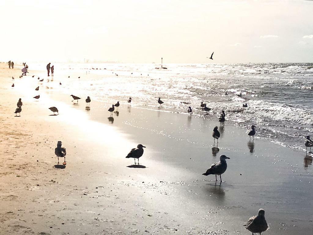 Zeebedstay Noordwijk Exteriér fotografie