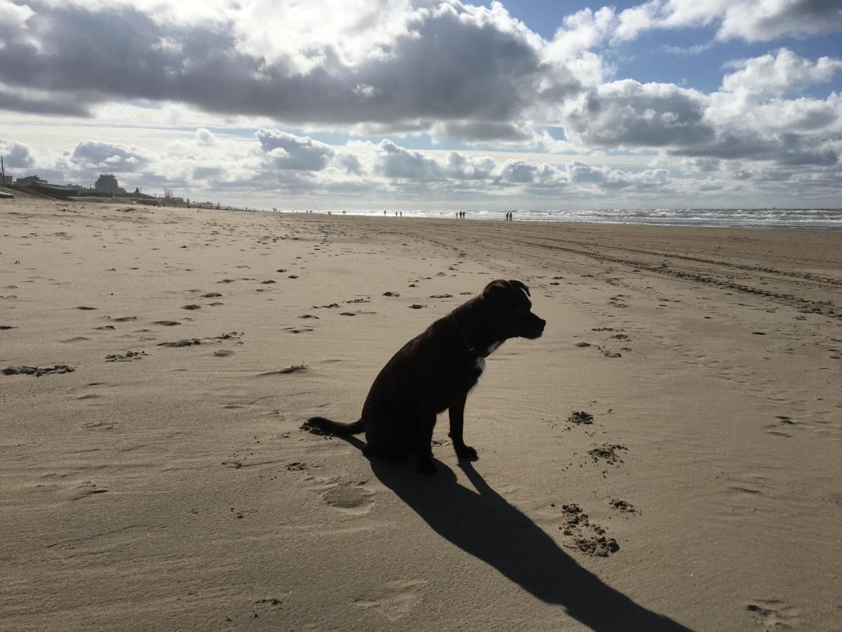 Zeebedstay Noordwijk Exteriér fotografie